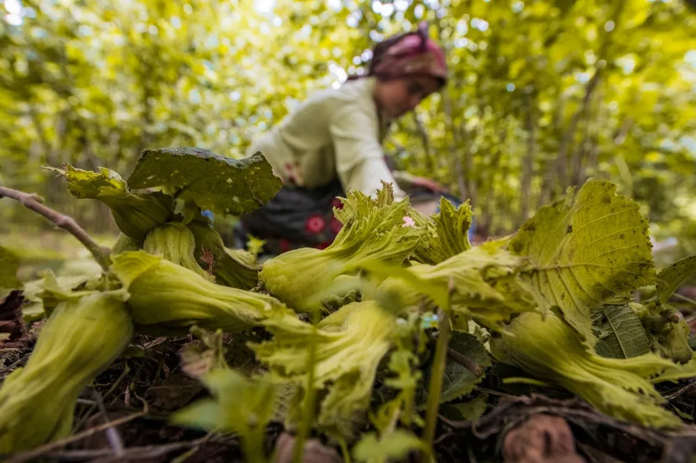 Ordu’da fındık toplamaya rekor başvuru