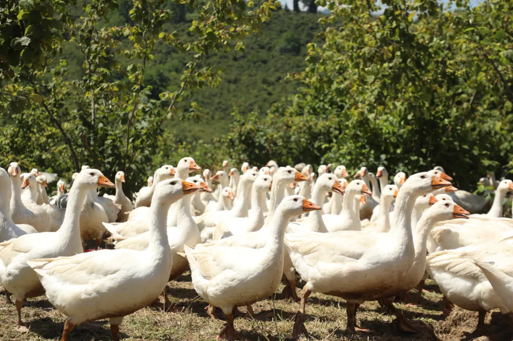 Ordulular ‘kaz’ı sevdi