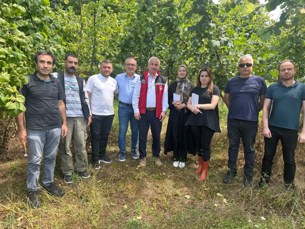 Ordu’da fındıkta rekolte tespiti için sahadalar! 