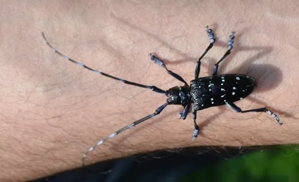 ‘Drakula’ lakaplı zararlı Trabzon’da fındık bahçelerini kuruttu