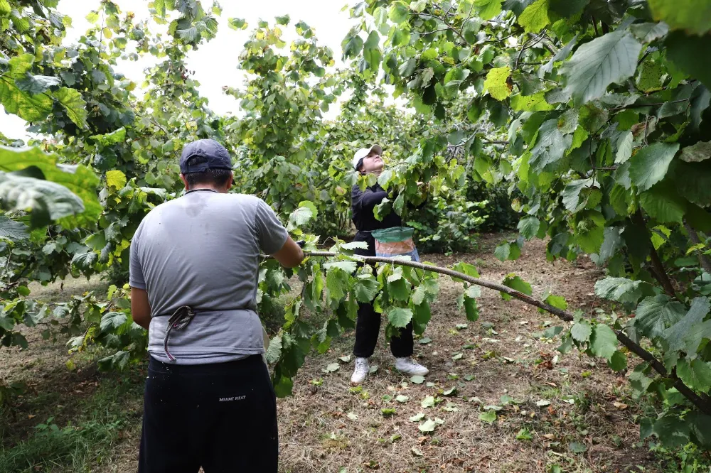 Ordu’nun fındığı yine Ordulunun emeğiyle toplanıyor