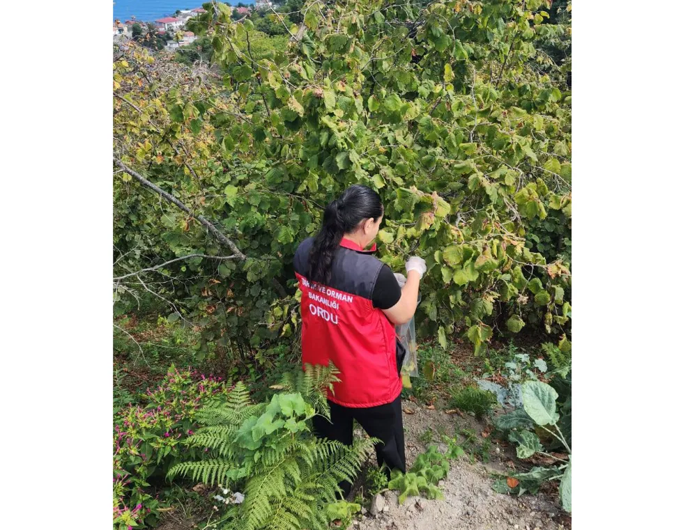 Ordu’da bitki koruma ürünlerinin doğru kullanımı denetleniyor