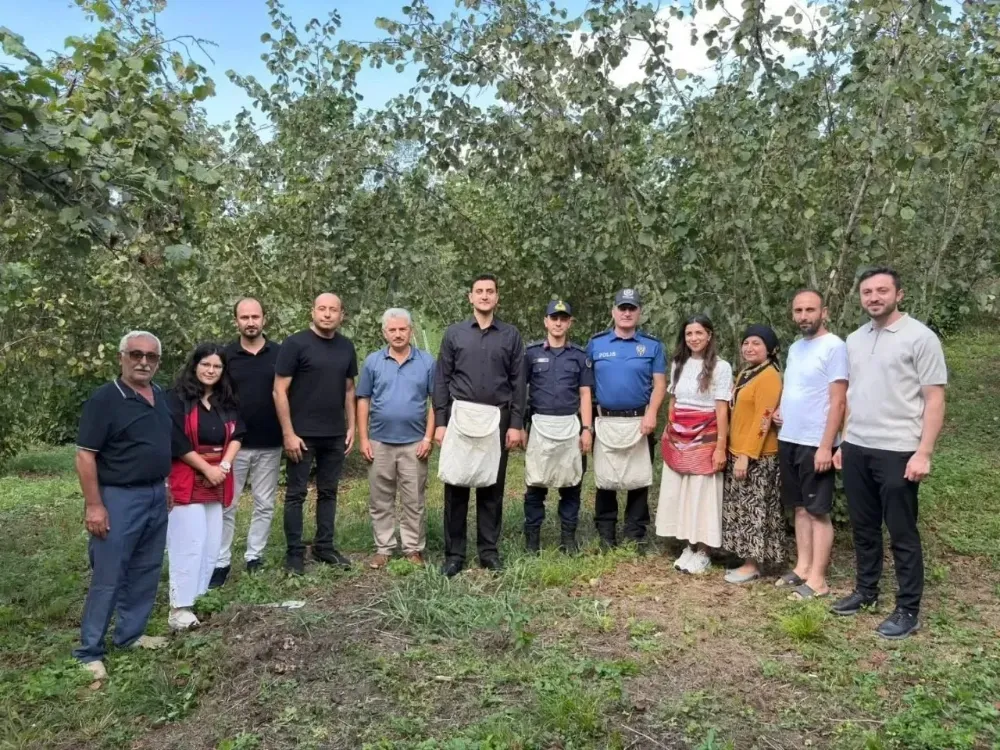 Çamaş Kaymakamı üreticilerle fındık topladı 