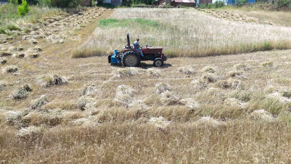 Ordu’da Siyez üretimi 6 yılda % 1500 arttı
