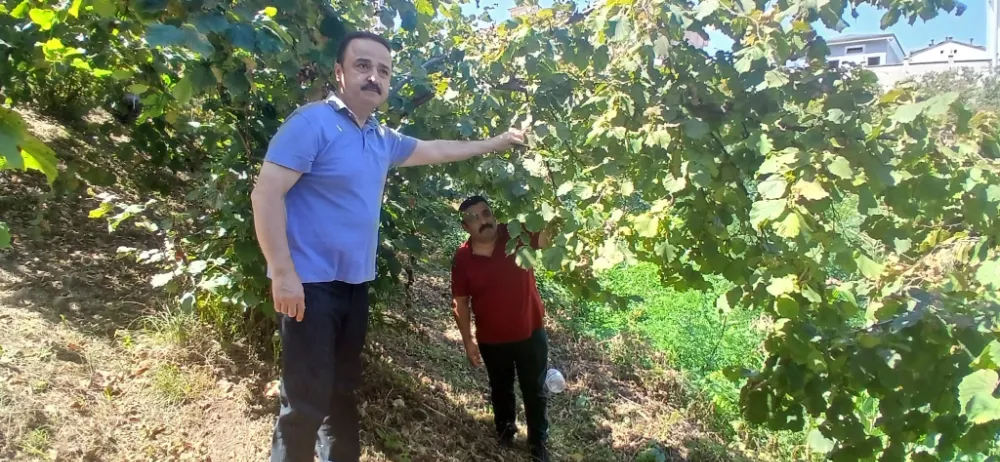 Milletvekili Şanlıtürk: Fındık fiyatı 300 TL’yi aşacak, rekolte 350 bin ton seviyesinde