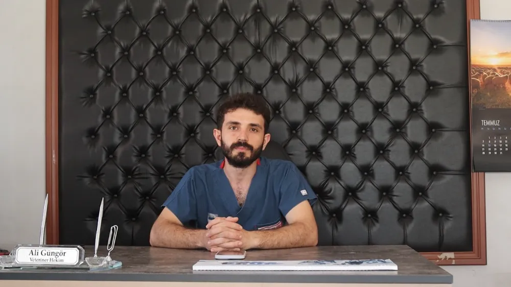 Veterinerden yaz uyarısı; gölgeyi artırın, tıraşı azaltın!