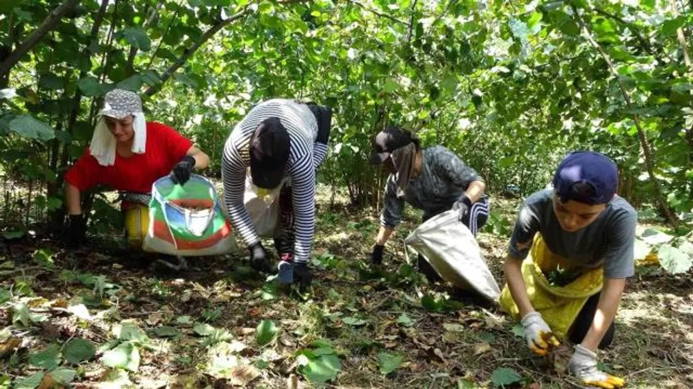 Saraycık’ta fındık üreticisi bahçeye girdi!