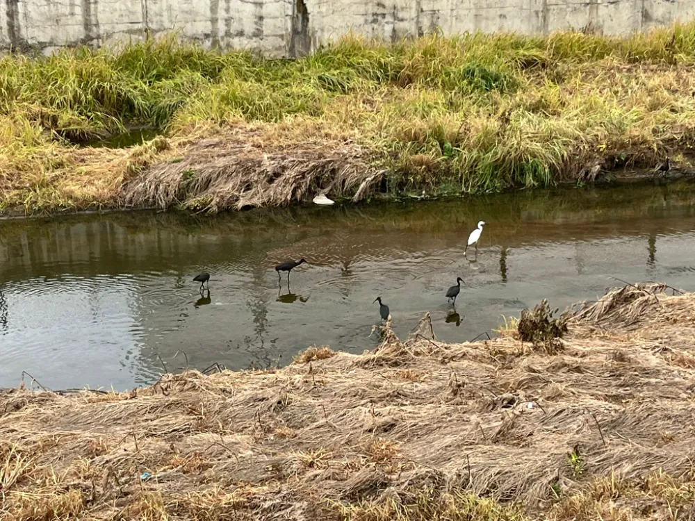Nesli azalan Çeltikçi kuşları Ünye’de görüntülendi