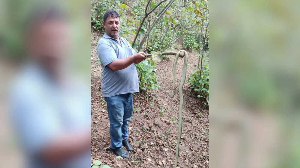 Yılan dalda, cesaretli adam iş başında!