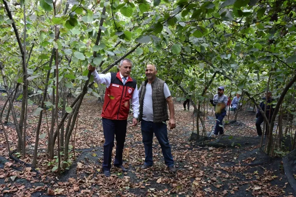 Fındıkta file yaygınlaşıyor