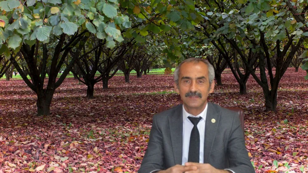 Fındık hasadı yağışa takıldı!