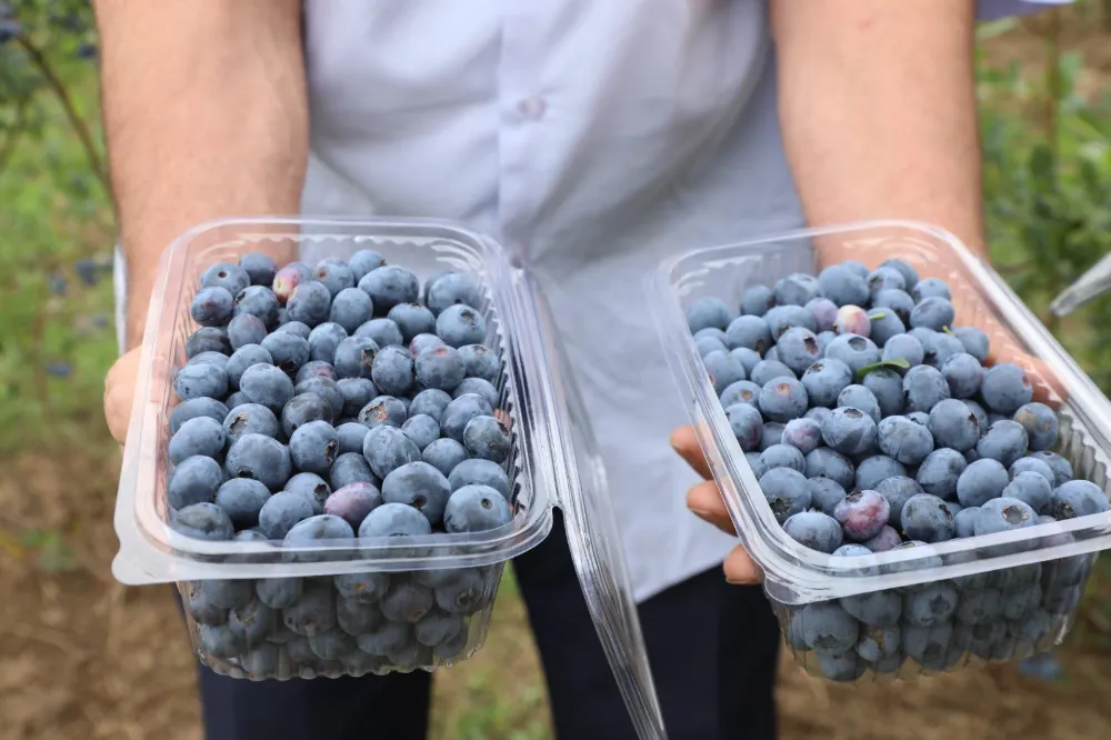 Ordu’da mavi yemiş üretimi 176 dekara ulaştı