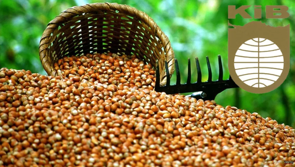 Türkiye’nin fındık ihracatında yeni rekor