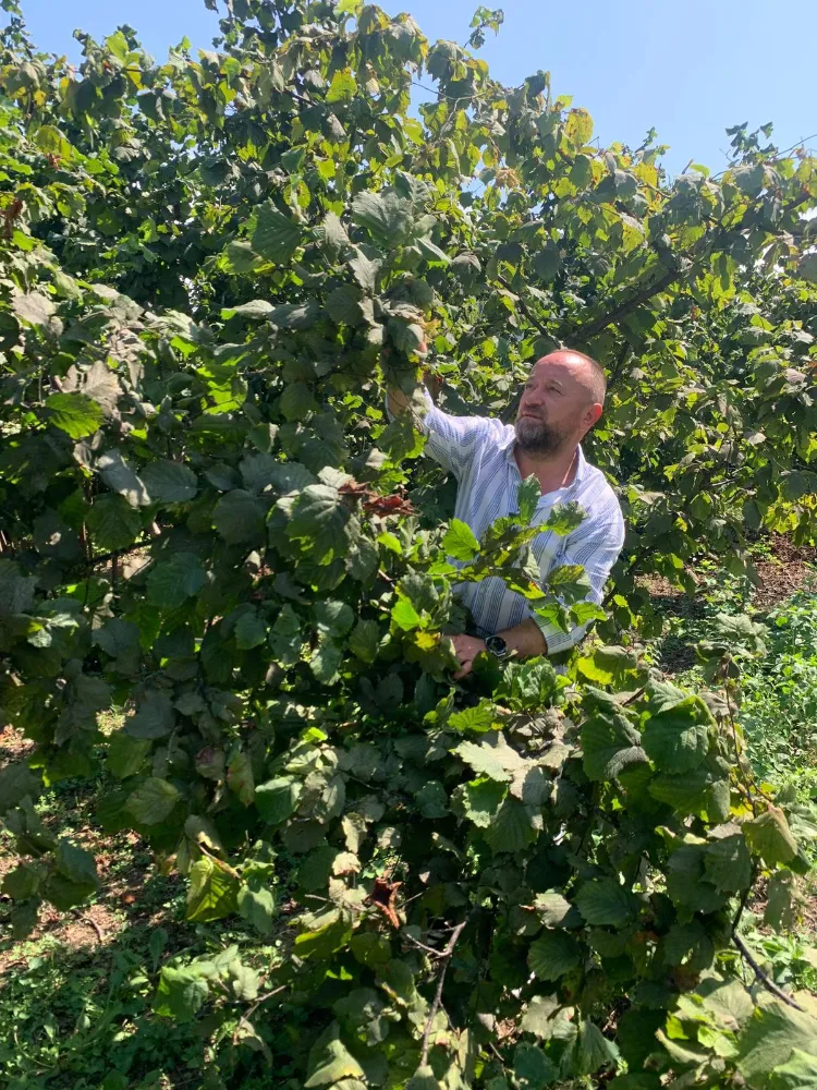 Anahtar Parti fındık fiyatının revize edilmesini istiyor! 