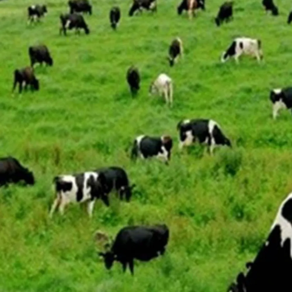 Hayvancılık destekleri için son başvuru tarihi belli oldu