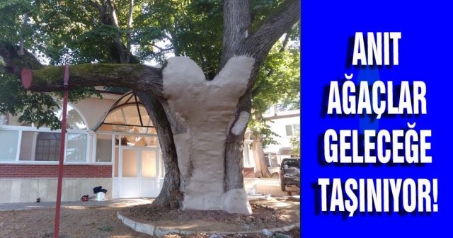 Anıt ağaçlar geleceğe taşınıyor!
