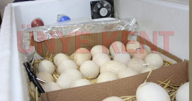 Çocukluk hayali olan “Kuluçka Makinesi”ni yaptı