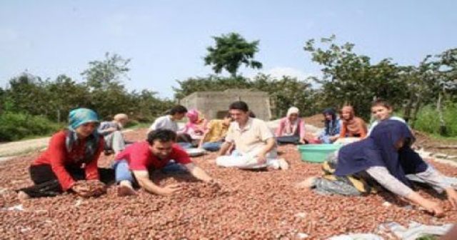 Fındık fiyatı Ünye'de 15, Giresun'da 20 TL...
