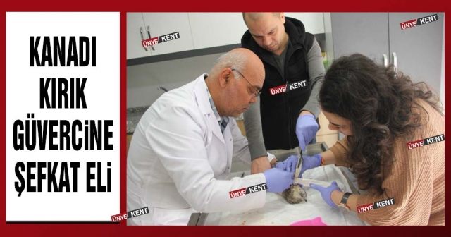 Kanadı kırık güvercine şefkat eli