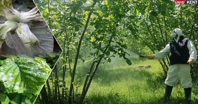 Külleme hastalığıyla mücadeleye dikkat…