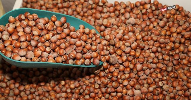 Ordu’da 42 bin 500 ton fındık satıldı