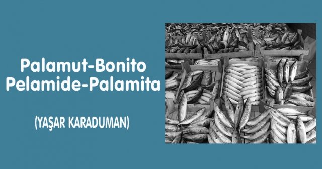 Palamut-Bonito Pelamide-Palamita