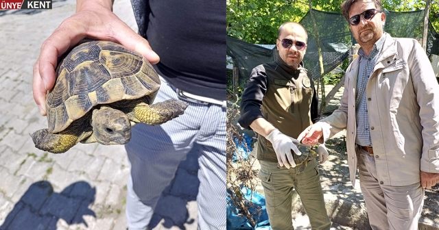 Ters dönmüş kaplumbağa kurtarıldı