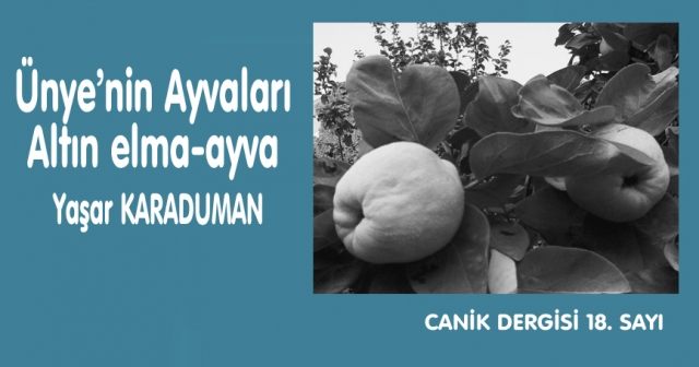 Ünye’nin Ayvaları Altın elma-ayva
