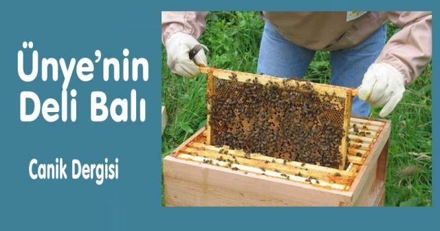 Ünye’nin Deli Balı